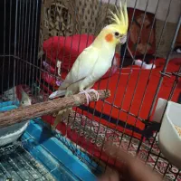 فروش عروس هلندی نیمه اهلی