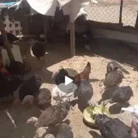 بوقلمون بزرگ