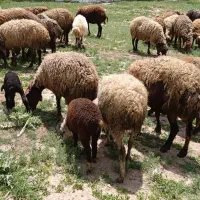۴۰راس میش جوان