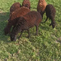 ۶عدد گوسفند دشتی مناسب نگهداری و دامازدخ