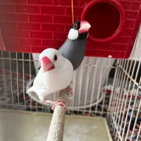 قناری نر و فنچ نرگسی|پرنده|قزوین, |دیوار