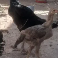 مرغ و خروس رسمی و لاری اصیل|حیوانات مزرعه|مشهد, توس (بلوار توس)|دیوار