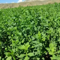 یونجه درجه یک بدونه علف خشک به شرط تخلیه
