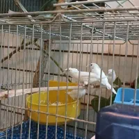 فنچ بنگالی سفید|پرنده|شاهینشهر, عطار|دیوار