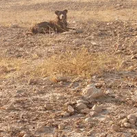 سگ گلی هس شیر ماده