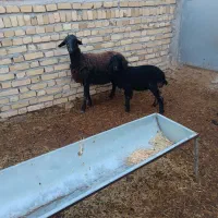 میش قره|حیوانات مزرعه|بشاریات, |دیوار