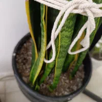 گلدان سنسوریا و پتوس|گل و گیاه طبیعی|پرند, فاز ۶|دیوار