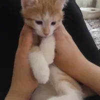 گربه نر ۳ ماهه