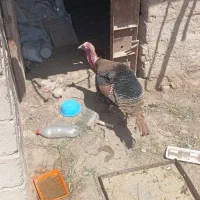 بقلمون