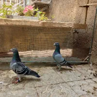 جفت عالی مسافتی