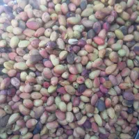 پسته خام|خوردنی و آشامیدنی|شیراز, شهرک گلها|دیوار