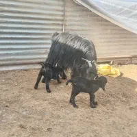 میش و بز بره|حیوانات مزرعه|تیران, |دیوار