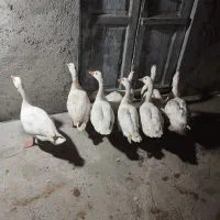 ۸عدد غاز محلی جوان