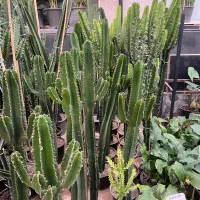 گل و گیاه افربیا ایجنت و اره ای