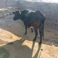 گاو|حیوانات مزرعه|الشتر, |دیوار