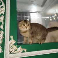 گربه بریتیش و اسکاتیش (تبی گلد و بلک گلد)