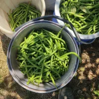 لوبیا سبز درجه یک