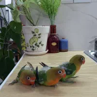 طوطی برزیلی ۳ عدد