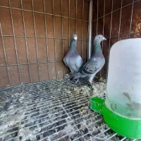 نروماده پلاکی