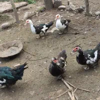 اردک اسراییلی و قاز قو کاکولی