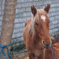 فروش کره مادیان ۱۵ماهه درشت