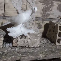 کبوتر