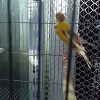 قناری ماده|پرنده|تهران, اسفندیاری|دیوار