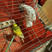 طوطی|پرنده|بدره, |دیوار