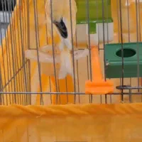 قناری نرو ماده جفت با2جوجه