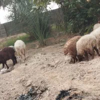 گوسفند وبز|حیوانات مزرعه|چمران, |دیوار