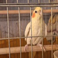 عروس هلندی نر دستی