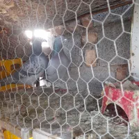 یک جفت کبوتر خوشکل ذات دار