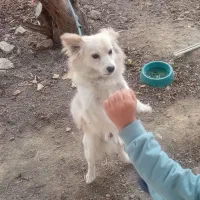 سگ نژاد اشپیتز