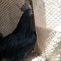 4عدد خروس ایام سمانی اصل اصل بشرط