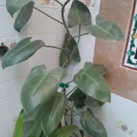 گل طبیعی|گل و گیاه طبیعی|مرودشت, فرهنگ|دیوار