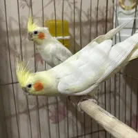 فروش یک جفت مولد لوتینو