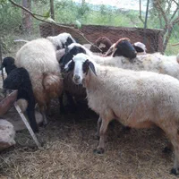 فروش ۵راس گوسفند  جوان و یک راس قوق جوان دره شهر|حیوانات مزرعه|آبدانان, |دیوار