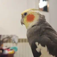 عروس هلندی|پرنده|تهران, قیطریه|دیوار