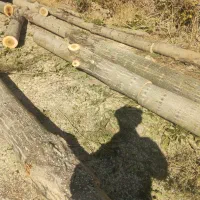 خرید و فروش چوب درخت تر و خشک|عمده‌فروشی|ماکو, |دیوار