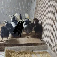 تعدادی جوجه لاری از مولدین داخل آگهی