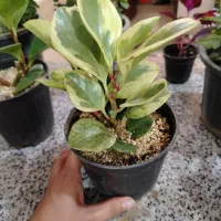 فروش گلهای آپارتمانی|گل و گیاه طبیعی|ایرانشهر, |دیوار