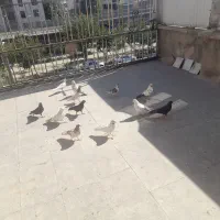 کبوتر
