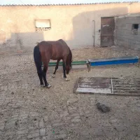 فروش اسب مادیون ترکمن با کره اش