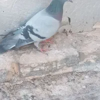 کفتر ،شهرستانی، پلاکی، تهرانی،گم شده