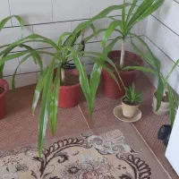 فروش گل|گل و گیاه طبیعی|مبارکه, |دیوار