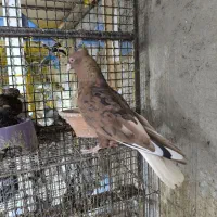 اشعل سرخ خال سیاه /شهری قهوه‌ای ماده