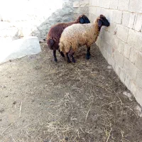پنج تا گوسفند|حیوانات مزرعه|دره رود, |دیوار