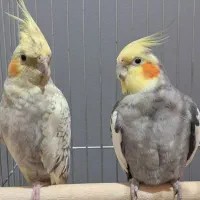 طوطی عروس هلندی