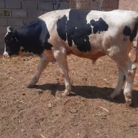گوساله نر،  نژادهلیشتان