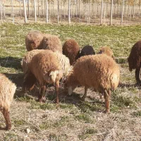 ۱۰راس بره نر